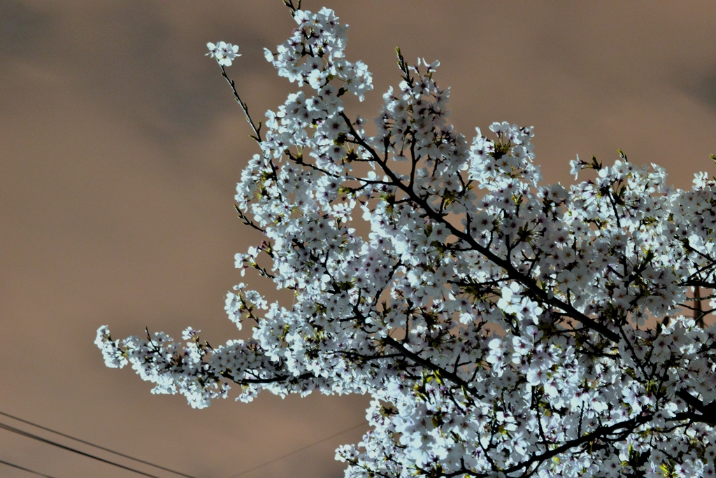 夜桜