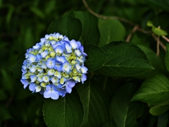 近所の公園ぶらり