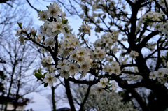 夕方前に雨上がりました
