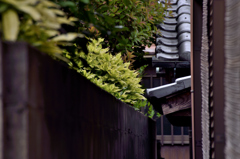 映えてる