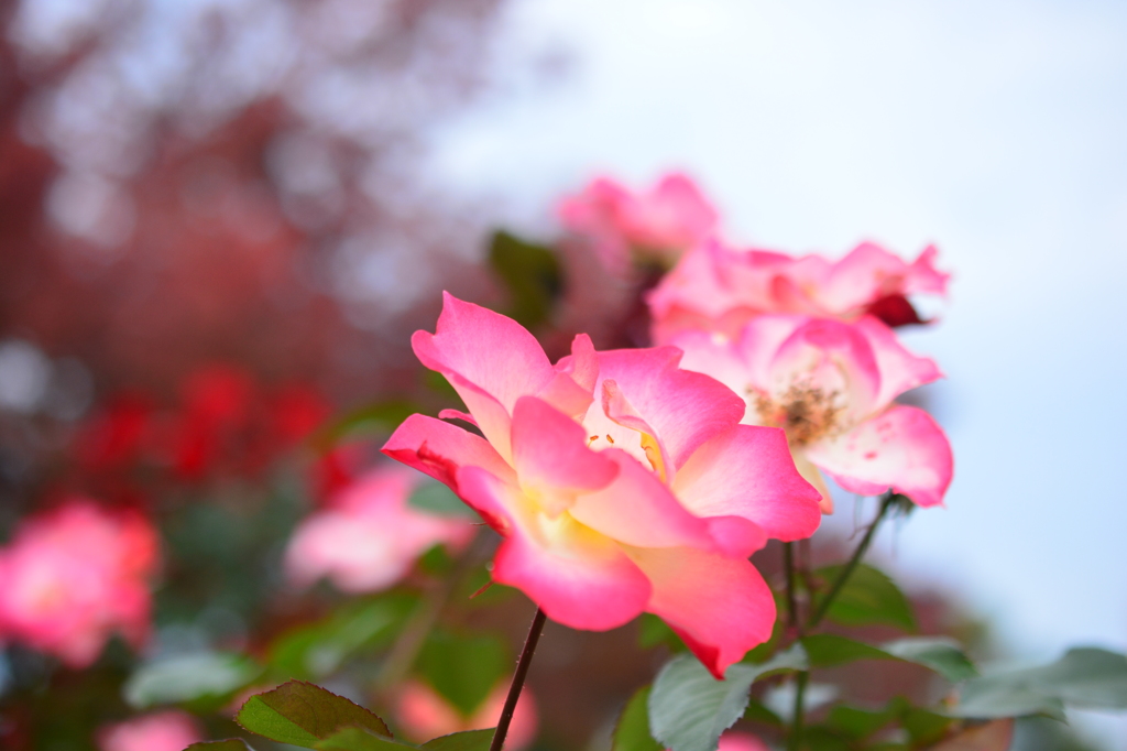 ばらと紅葉