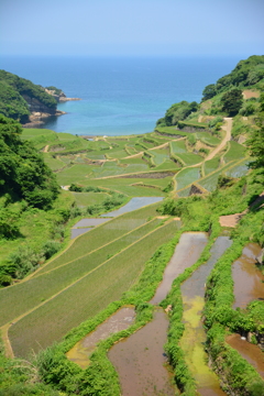 昼間の棚田