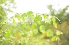 雨上がりの緑