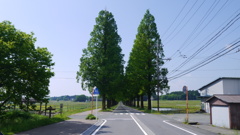 マキノ　メタセコイア並木街道（新緑）
