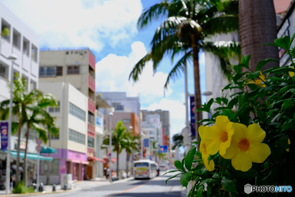 国際通りに咲く花