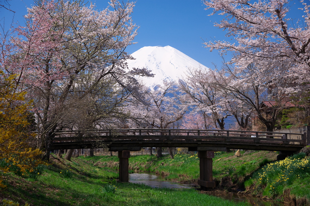 Mount Fuji in the cherry tree