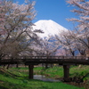 Mount Fuji in the cherry tree
