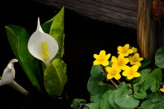 水芭蕉とリュウキンカ