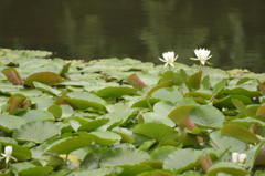 石神井公園にて