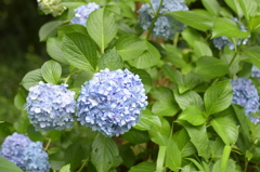 石神井公園にて