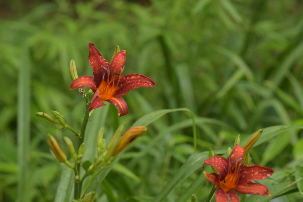 石神井公園にて