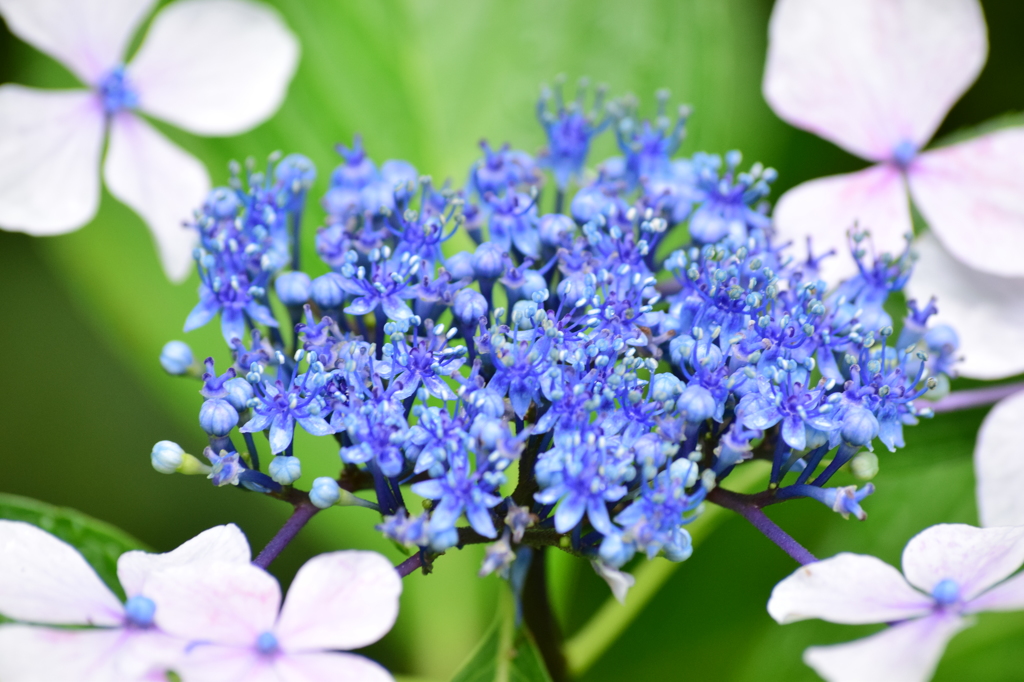 石神井公園にて