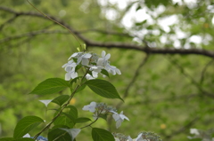 石神井公園にて