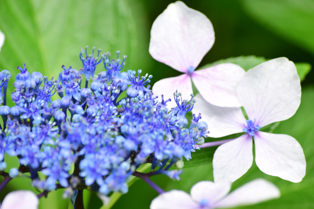 石神井公園にて