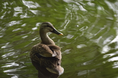 石神井公園にて