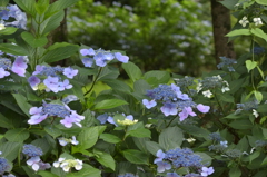 石神井公園にて