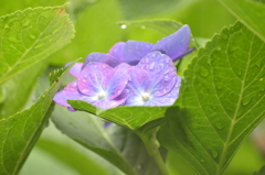 石神井公園にて