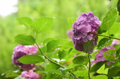石神井公園にて