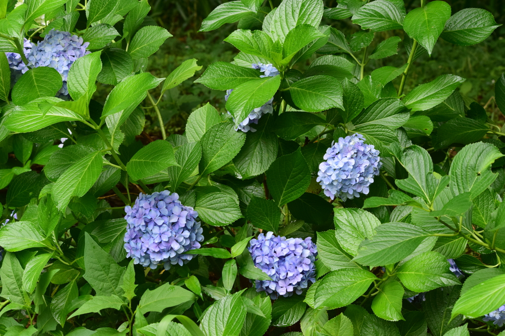 石神井公園にて