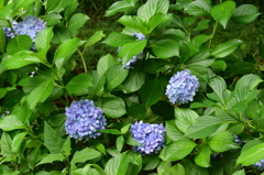 石神井公園にて