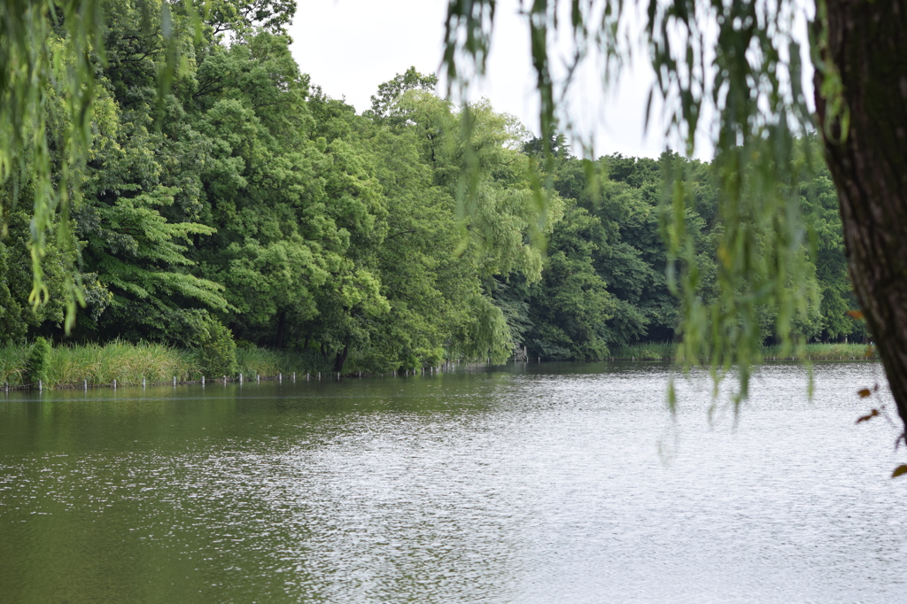 石神井公園にて