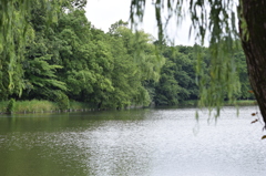 石神井公園にて