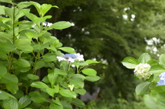 石神井公園にて