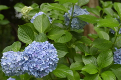 アジサイ