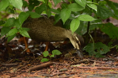 石神井公園にて