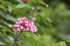石神井公園にて