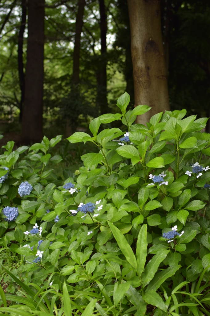 石神井公園にて