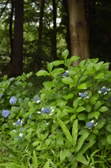 石神井公園にて