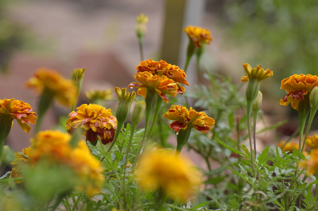 石神井公園にて