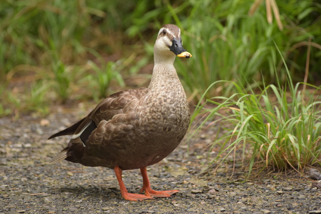 石神井公園にて
