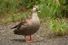 石神井公園にて