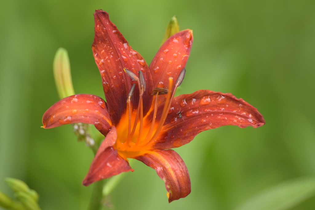 石神井公園にて