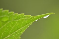 石神井公園にて