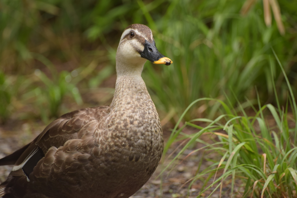 石神井公園にて