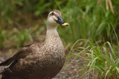 石神井公園にて