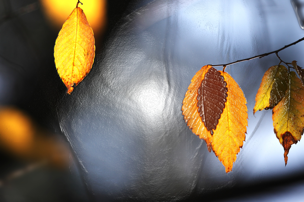 Frozen leaves