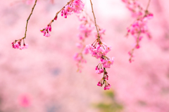 しだれ桜