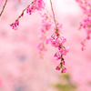 しだれ桜