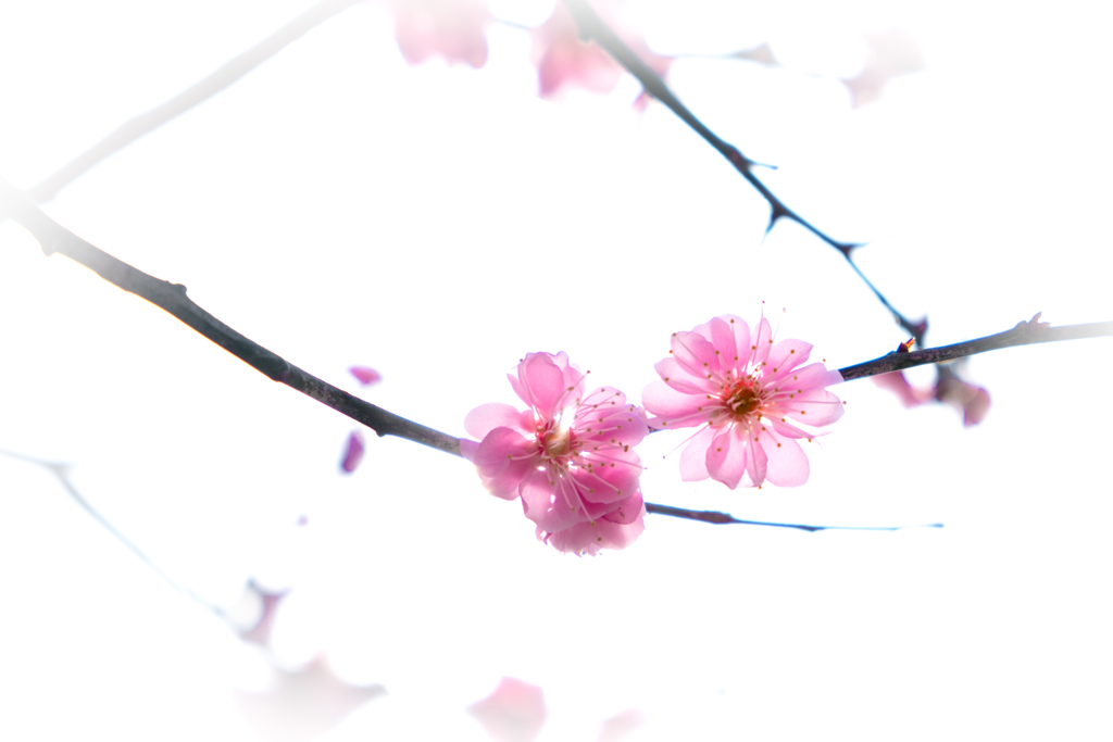 透けた花びら