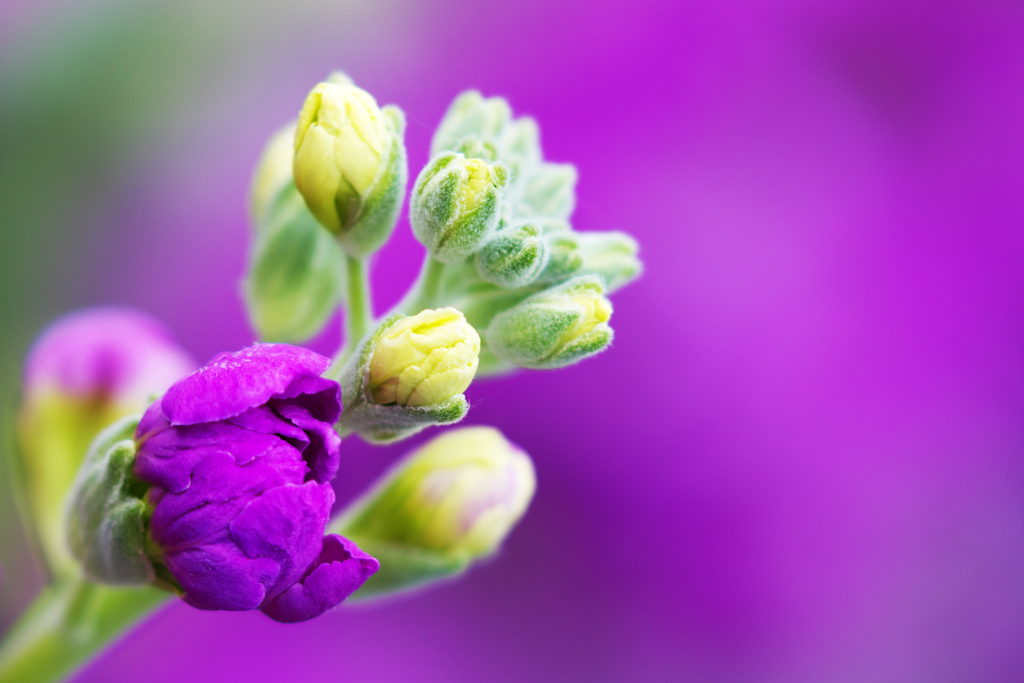 ストックの花