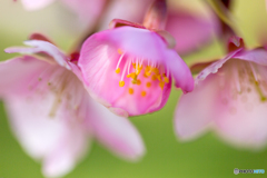 河津桜が満開。