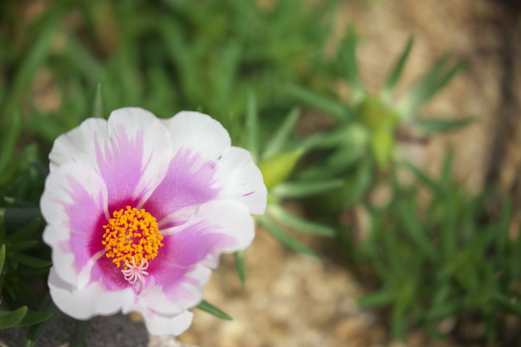 花×２