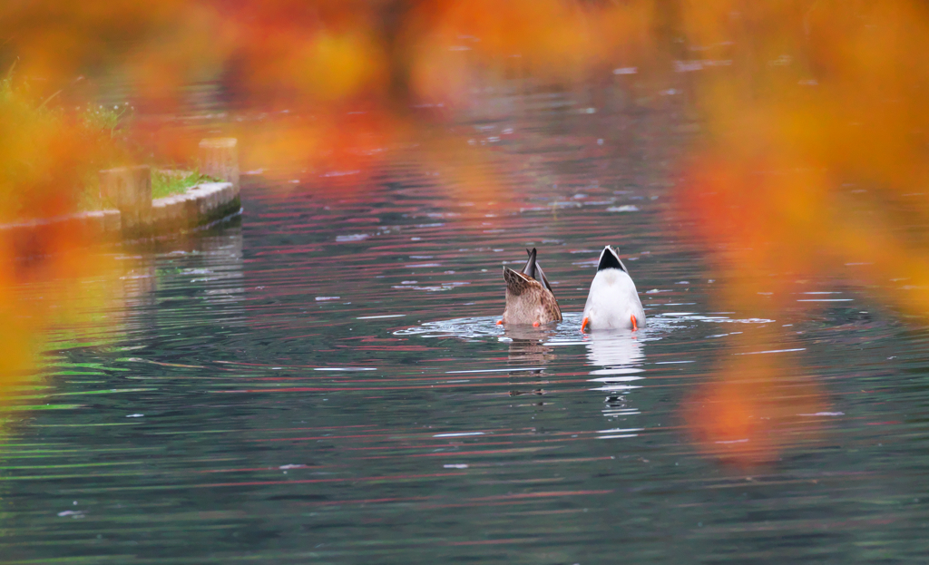 紅葉とシンクロ