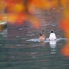 紅葉とシンクロ