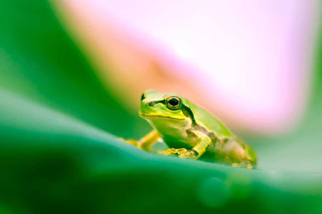 蓮の花とニホンアマガエル。