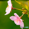 桜の横顔